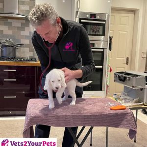 Health check with every puppy vaccine
