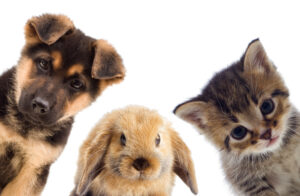Puppy kitten and bunny vaccinations with the breeder