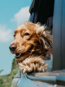 Dog on holiday, Animal Health certificate