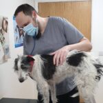 Pet Euthanasia Puppy and kitten Vaccines Shropshire