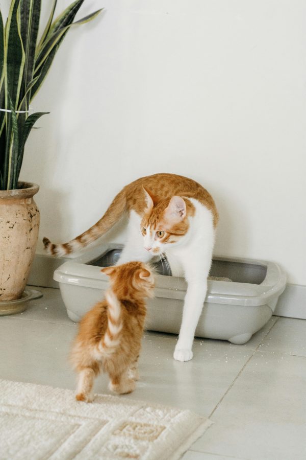cat at litter tray