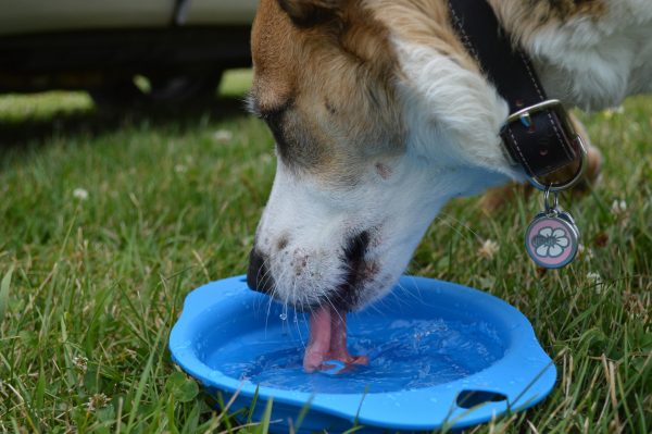dog drinking alot