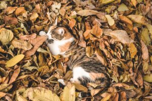 A tricolour cat laying in autumn leaves