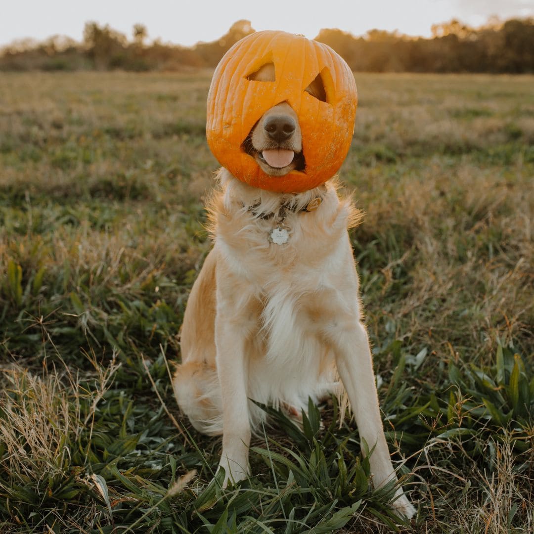 A dog with a pumpkin on its head