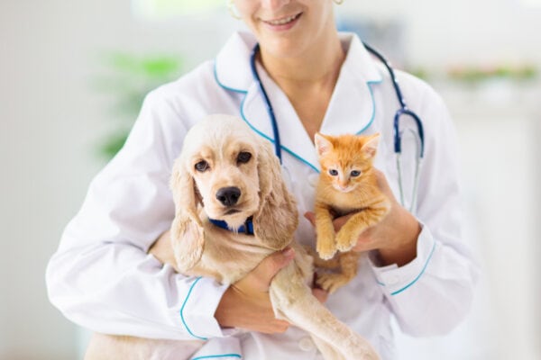 Annual dog and cat vaccinations at home