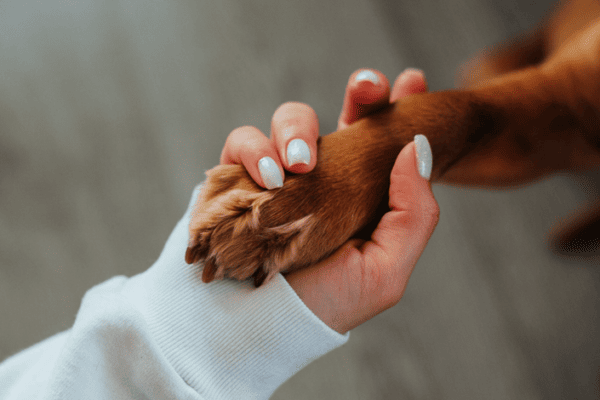 A well manicured hand is holding the paw of a golden coloured dog