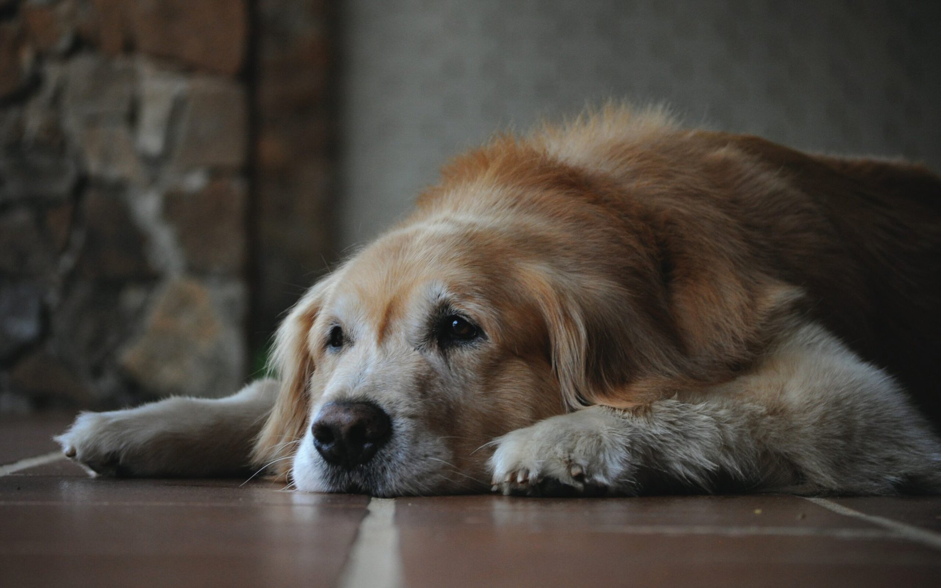 An old dog lays on the floor
