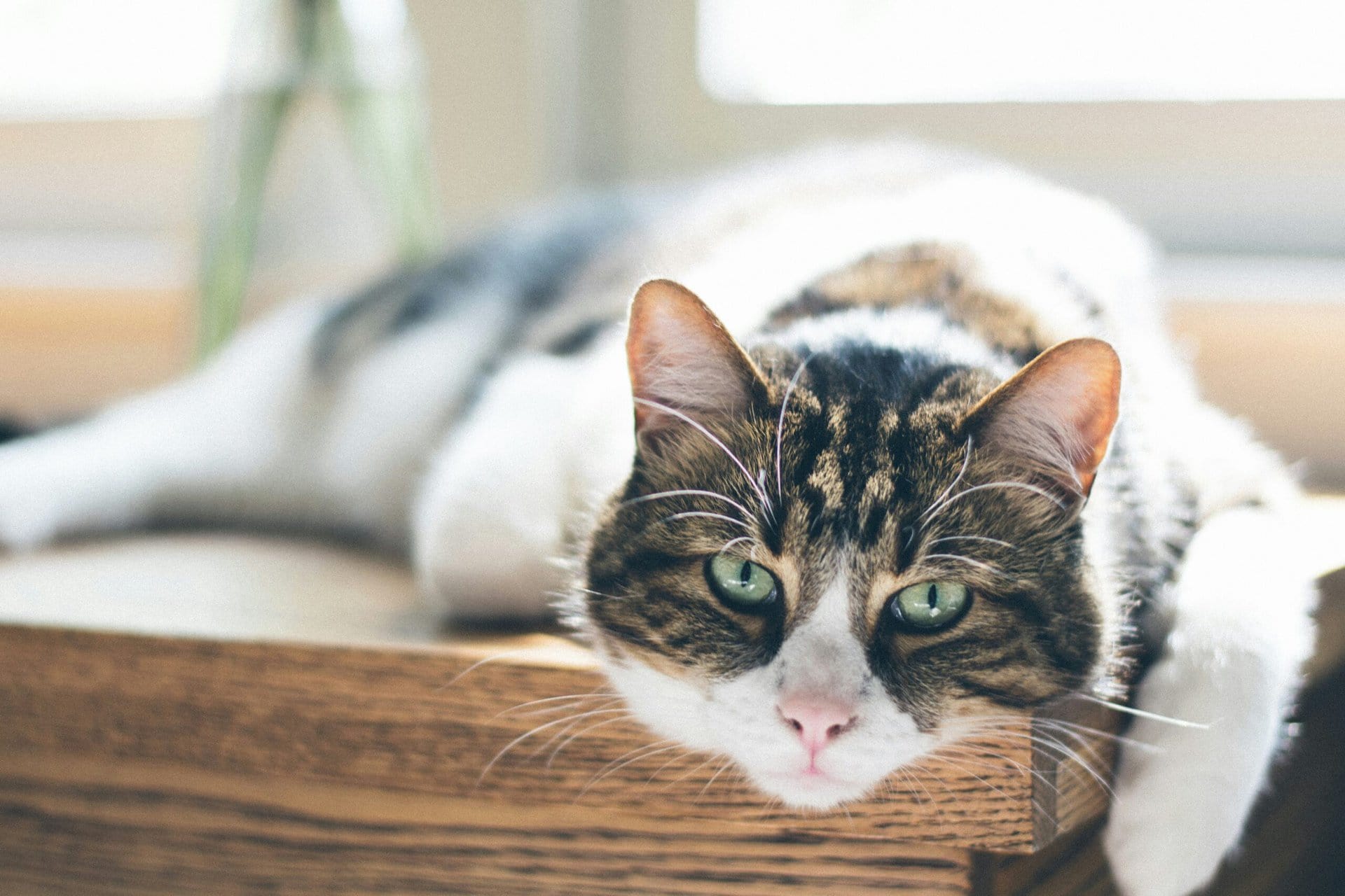 A tabby and white cat laying down looking at the camera