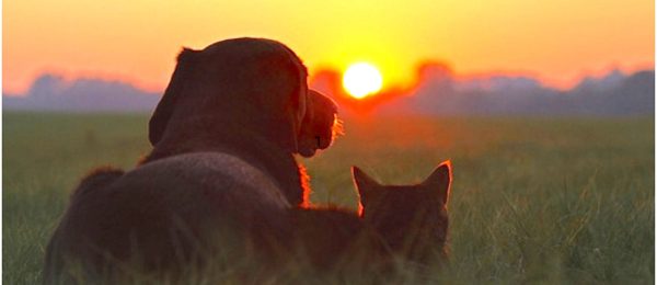 Dog Euthanasia - A Peaceful Goodbye - Image 3
