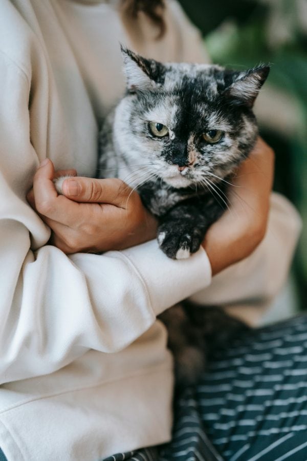 Gental Cat Euthanasia cared for in arms