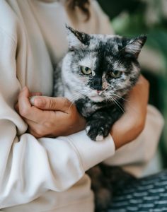 Gental Cat Euthanasia cared for in arms