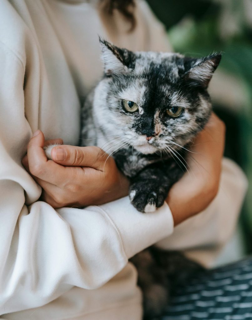 Gental Cat Euthanasia cared for in arms