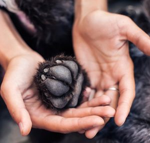 Gental Dog Euthanasia near you