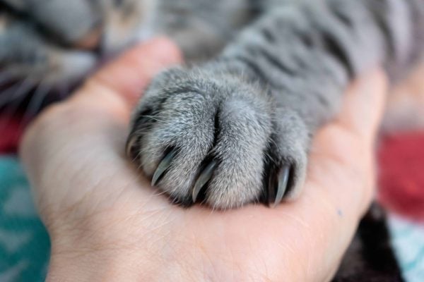 Gental cat Euthanasia