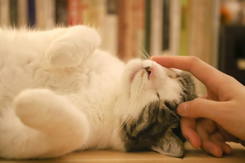A relaxed cat laying on its side being stroked by a person on the nose