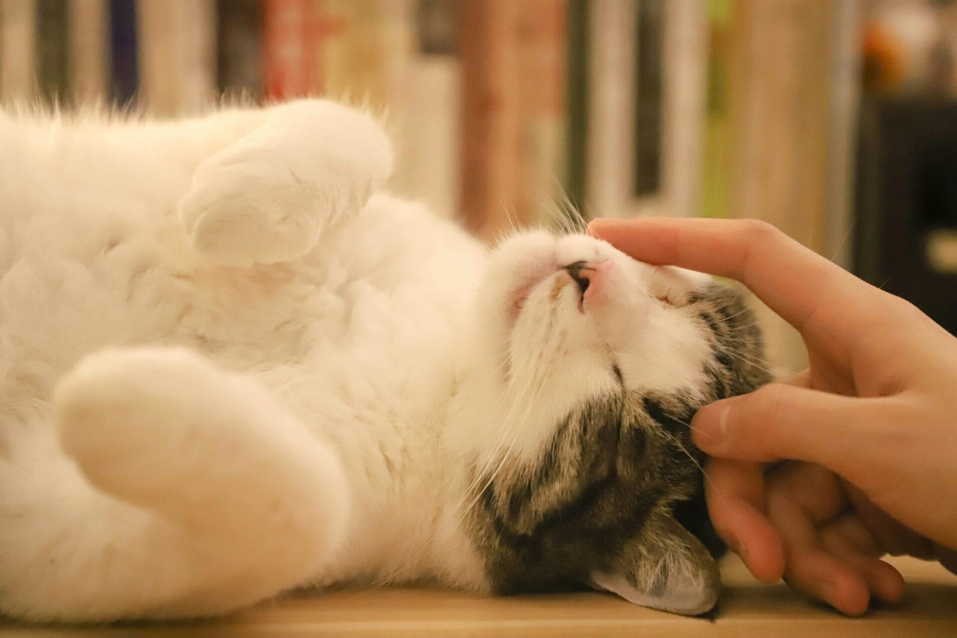 A relaxed cat laying on its side being stroked by a person on the nose