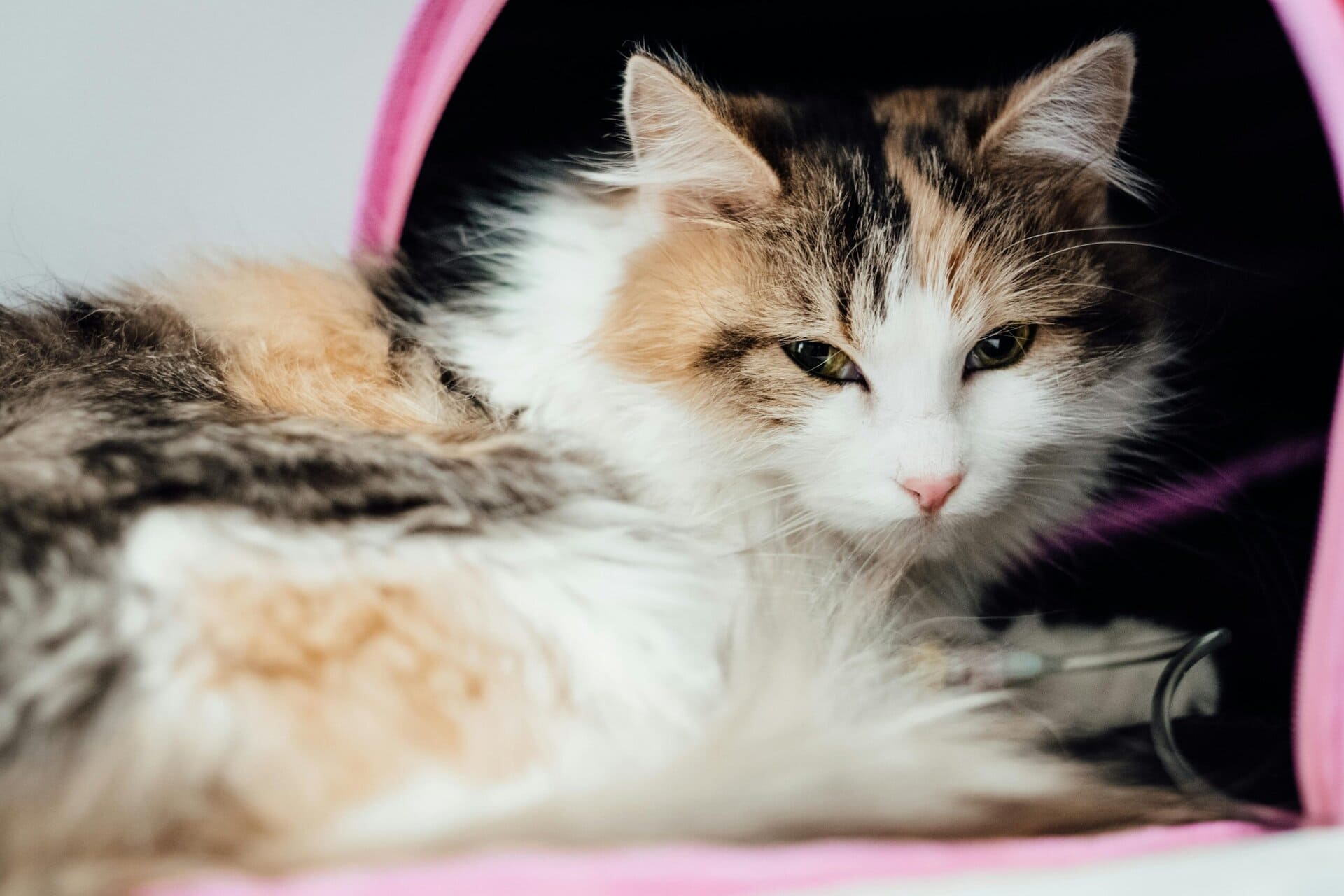 An unwell cat with a drip is laying down