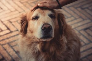 An older golden retriever dog being patted on the head
