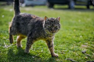 An older cat walking across a patch of grass.