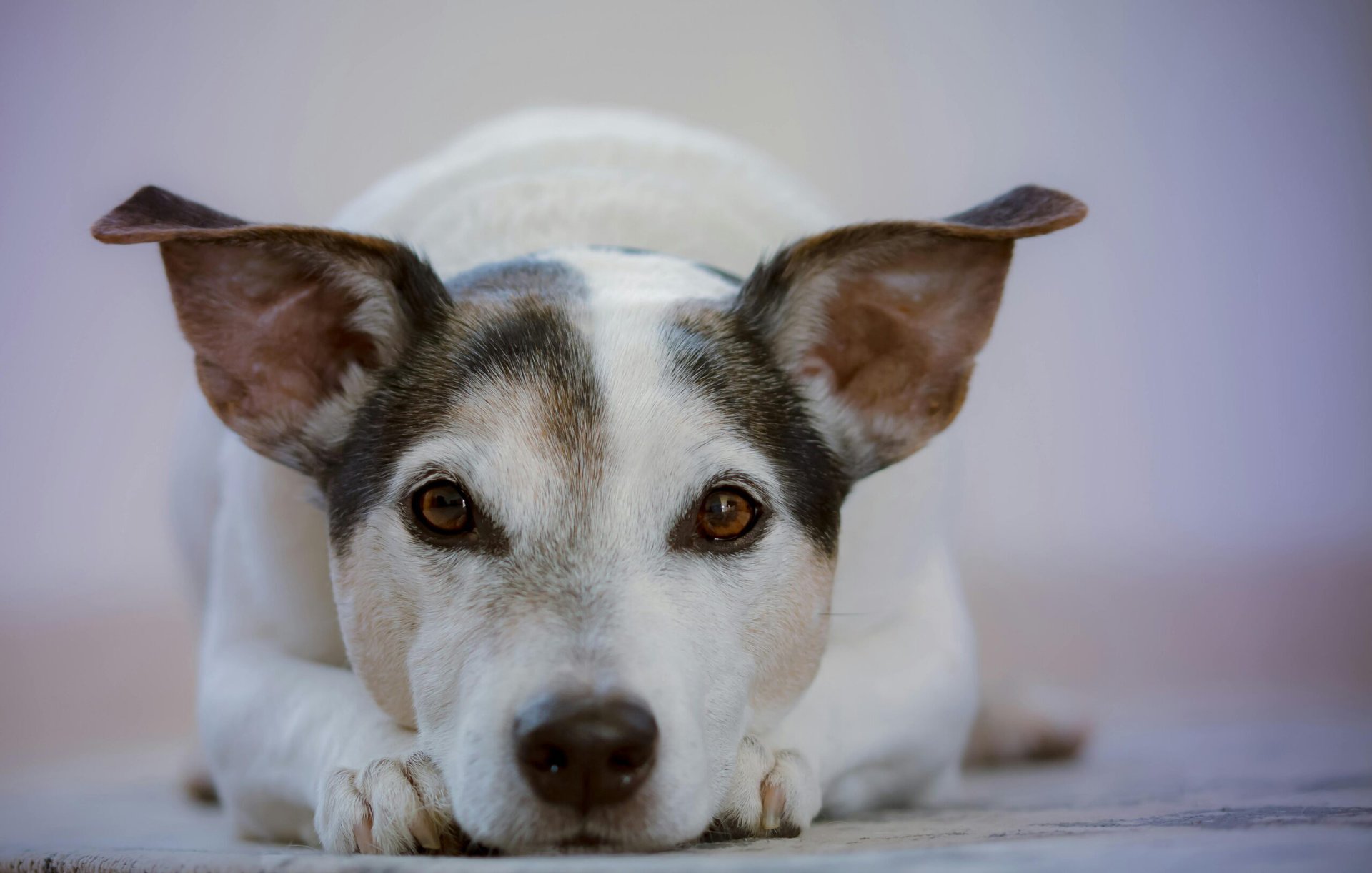 A medium size dog laying down is looking directly into the camera