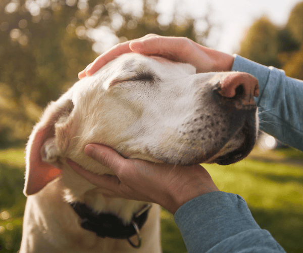 Elderly Dog - Pet Cremations