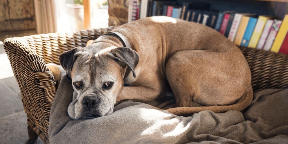 Elderly Dog - Pet Euthanasia at Home