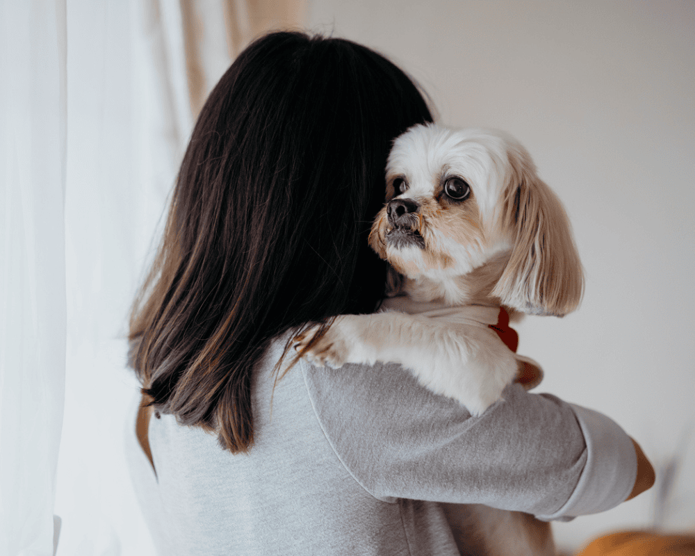 Pet Cremation Costs UK