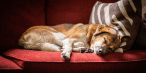 Pet Euthanasia at Home - Sleeping Elderly Dog