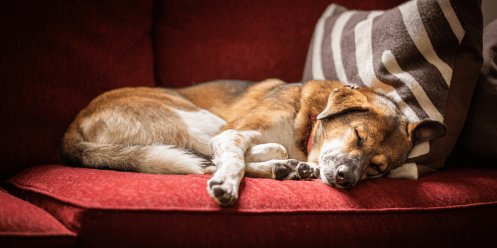 Pet Euthanasia at Home - Sleeping Elderly Dog