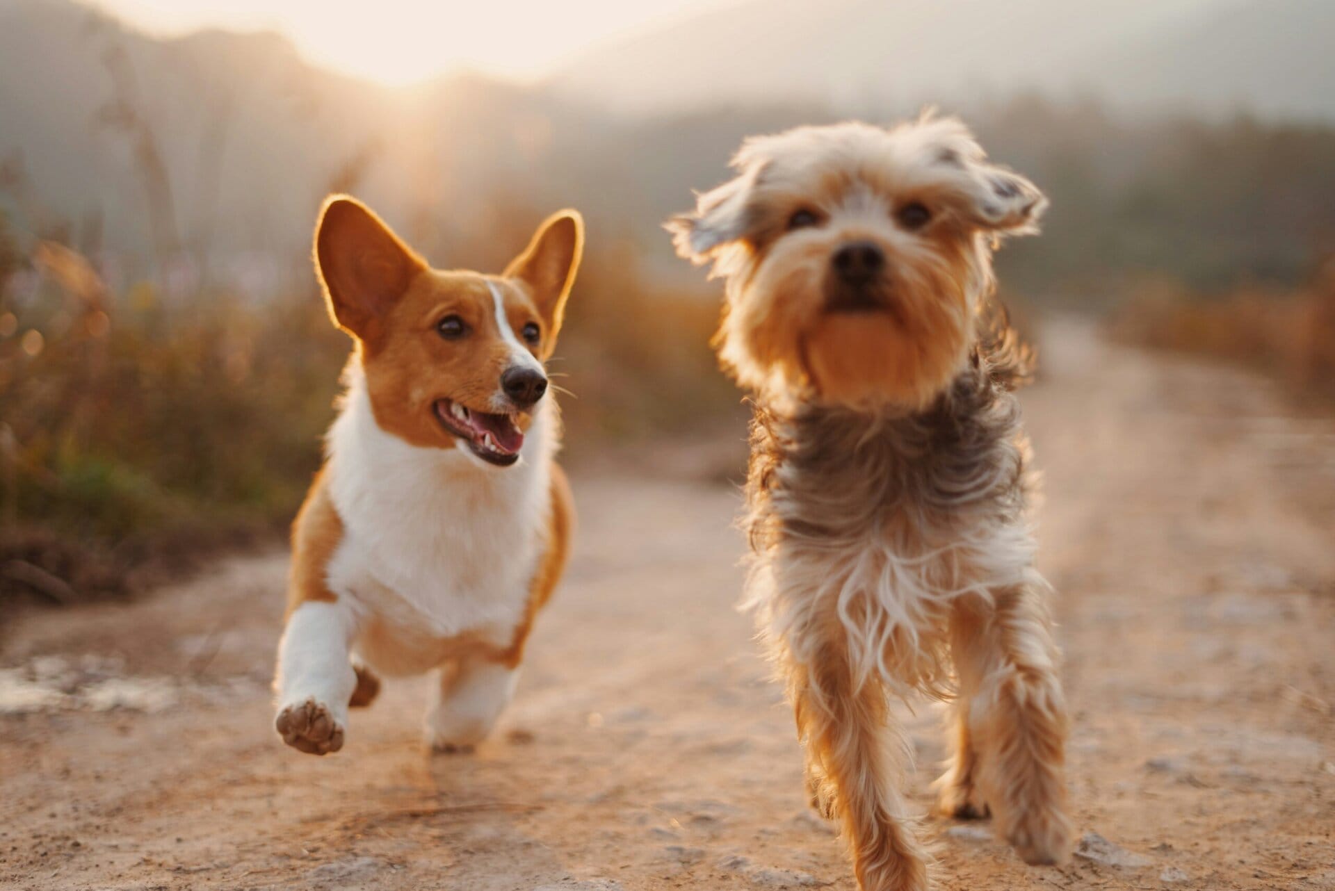 two dogs traveling on the open road