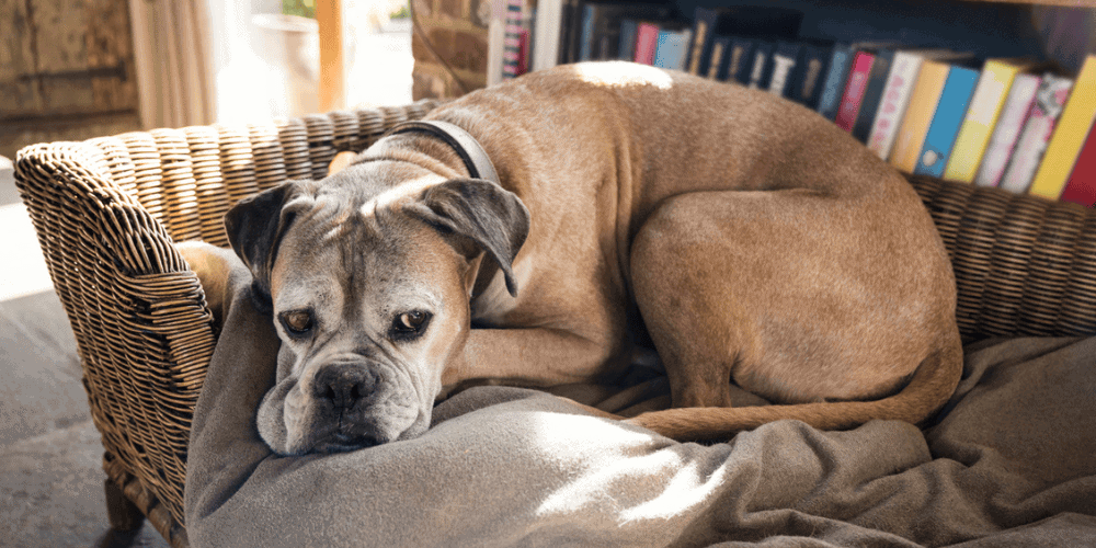 Elderly Dog - Pet Euthanasia at Home