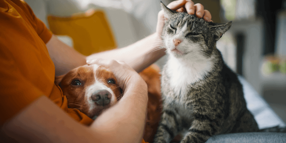 Pet Euthanasia at Home - Pets Together