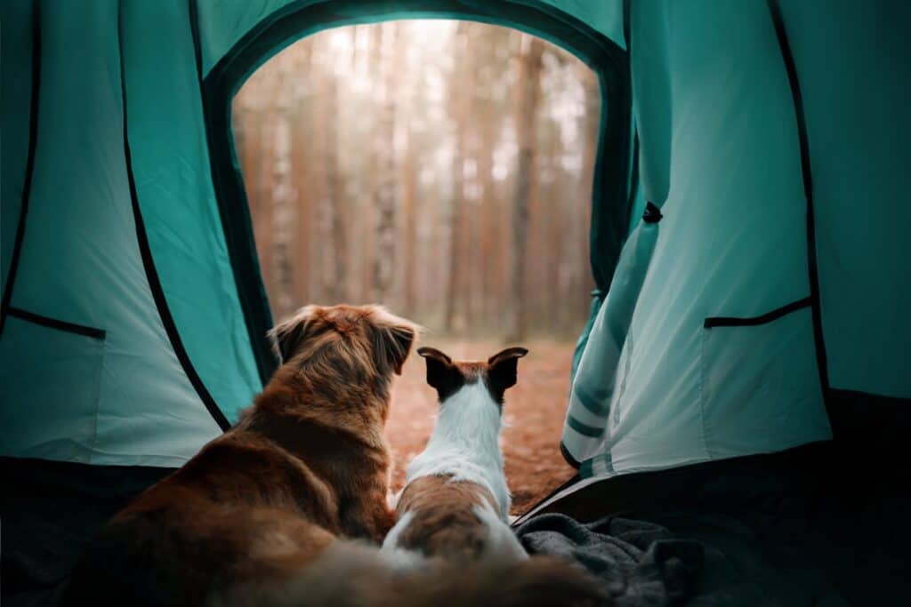 Pet Passport - Export & Travel. Animal Health Certificate