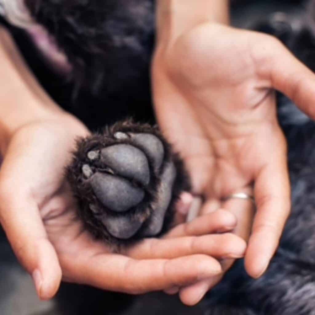 putting dog to sleep at home.