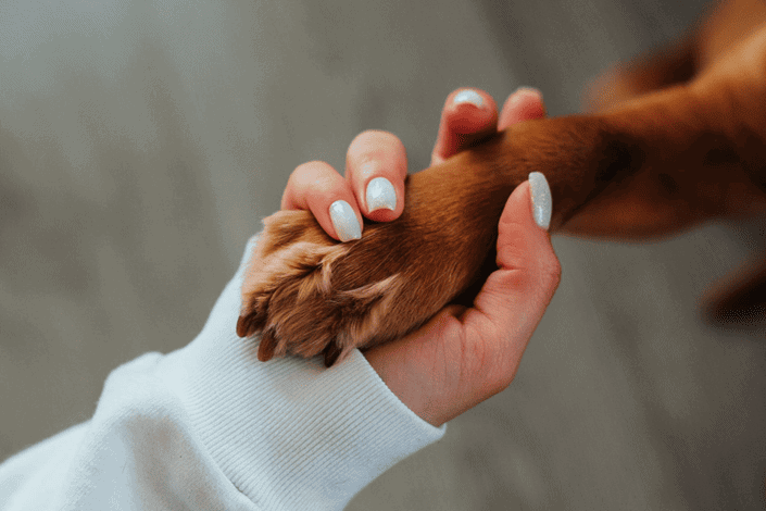 A well manicured hand is holding the paw of a golden coloured dog