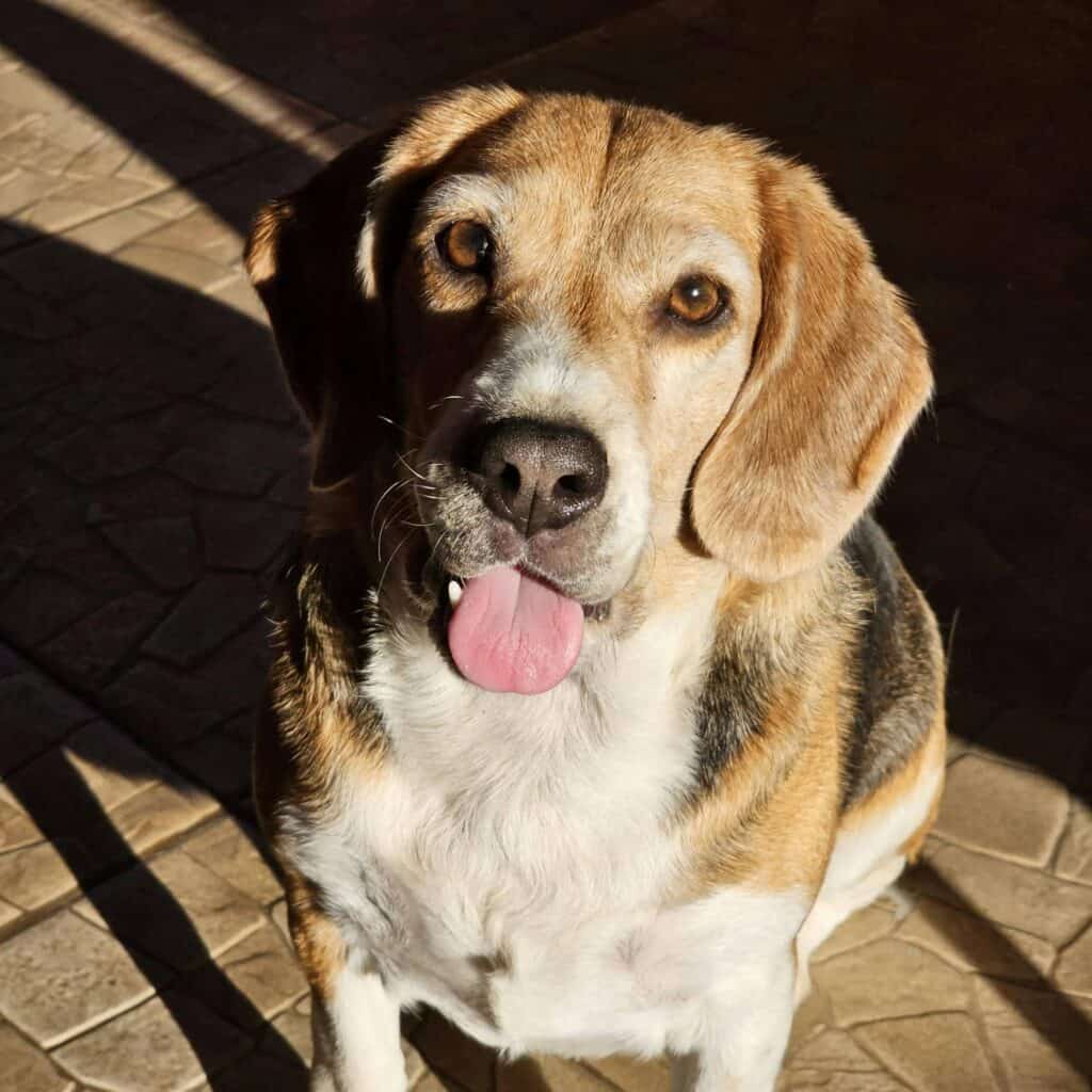 An older beagle dog is looking directly at the camera, whilst sitting outside in the sunshine