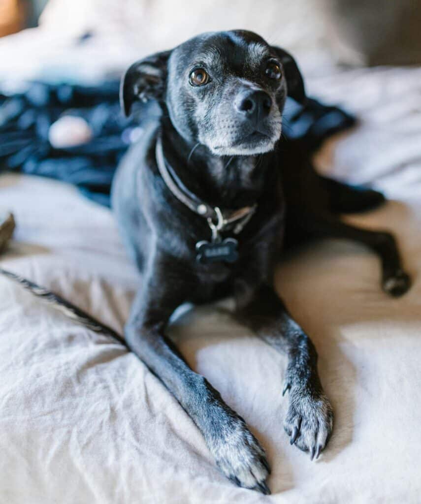 A medium size black dog with a grey muzzle lays on a bed