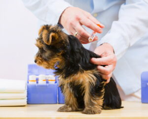 Puppy dog getting vaccination by mobile vet at home