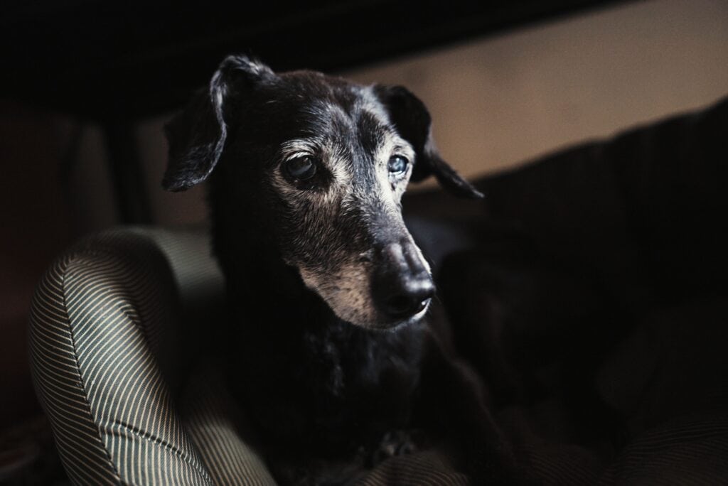 An older small black dog who is unwell looking just off camera