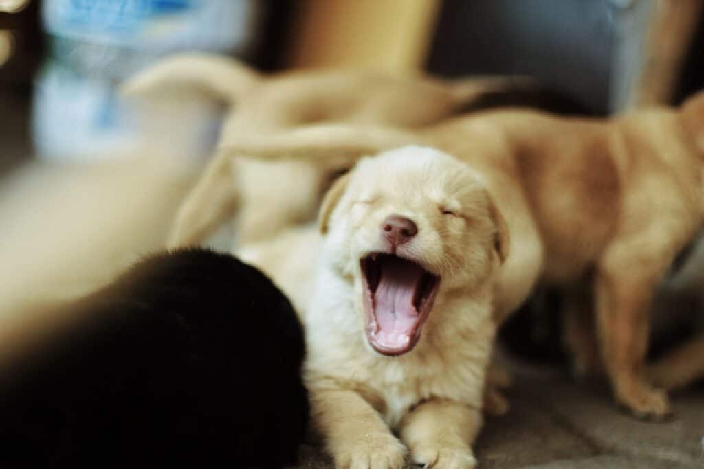 A litter of puppies, one of them is yawning at the camera