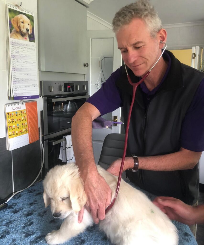 Home visit vet checks a puppy during a breeder litter visit at home